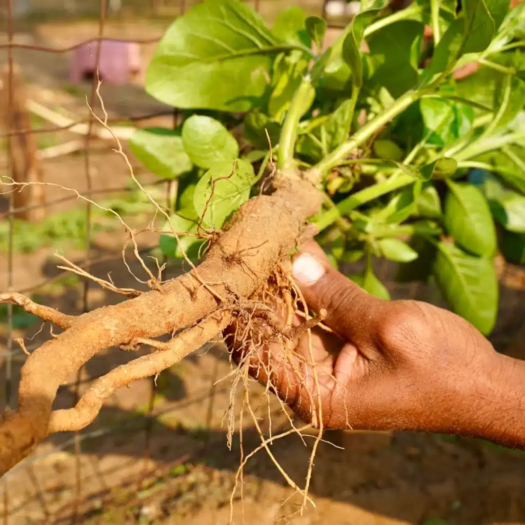 Hand holding a freshly pulled ashwagandha plant showing its thick root and green leaves