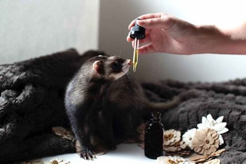 A hand coming from the right side giving CBD tincture oil to a ferret